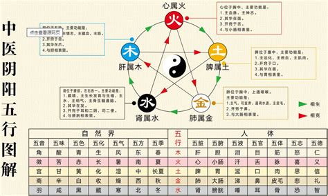 五行木代表什么|木的五行特性